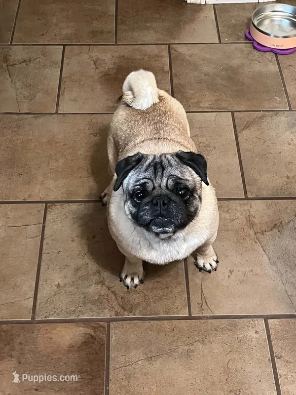 AKC Zara – Pug puppy for sale in Jasper, MO