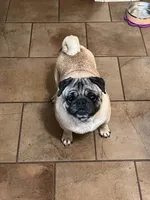 AKC Zara, a female Pug for sale in Jasper, MO – 1 of 8