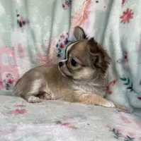 AKC Rocket Man, a male Chihuahua for sale in Jasper, MO – 7 of 9