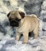 AKC Maggie, a female Pug for sale in Jasper, MO – 2 of 8