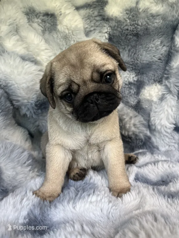 AKC Midas – Pug puppy for sale in Jasper, MO