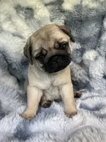 AKC Midas, a male Pug for sale in Jasper, MO – 2 of 8