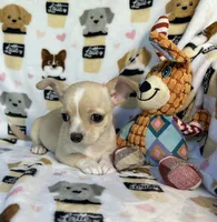 AKC Yoni, a female Chihuahua for sale in Jasper, MO – 4 of 6