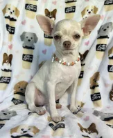 AKC Tzuki, a female Chihuahua for sale in Jasper, MO – 8 of 9