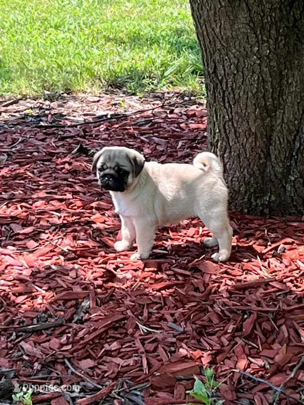 AKC Midas – Pug puppy for sale in Jasper, MO