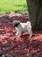 AKC Midas, a male Pug for sale in Jasper, MO – 5 of 10
