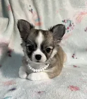 AKC Shayla, a female Chihuahua for sale in Jasper, MO – 9 of 10