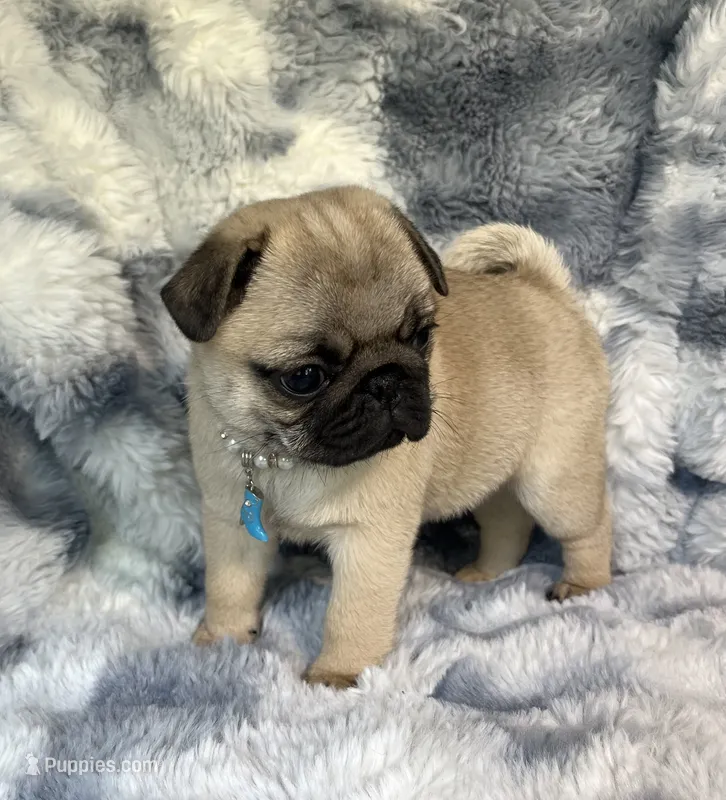 AKC Maggie – Pug puppy for sale in Jasper, MO