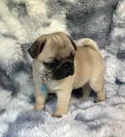 AKC Maggie, a female Pug for sale in Jasper, MO – 1 of 8