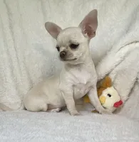 AKC Olivia , a female Chihuahua for sale in Jasper, MO – 1 of 5