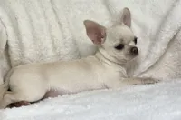 AKC Olivia , a female Chihuahua for sale in Jasper, MO – 2 of 5