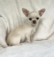 AKC Olivia , a female Chihuahua for sale in Jasper, MO – 4 of 5