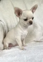 AKC Olivia , a female Chihuahua for sale in Jasper, MO – 3 of 5