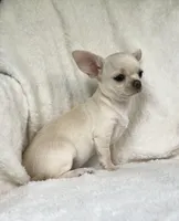 AKC Olivia , a female Chihuahua for sale in Jasper, MO – 5 of 5