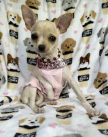 ALC Tess, a female Chihuahua for sale in Jasper, MO – 6 of 8