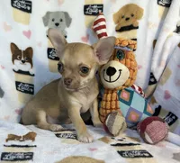 AKC Wrigley, a male Chihuahua for sale in Jasper, MO – 2 of 7