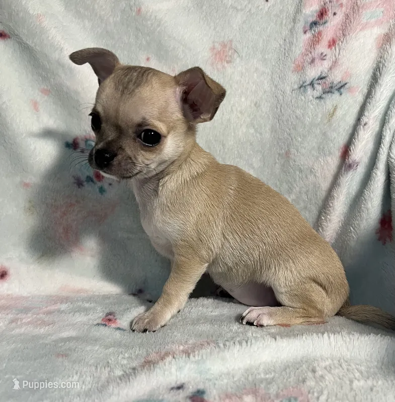 AKC Sailor – Chihuahua puppy for sale in Jasper, MO