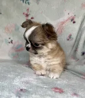 AKC Topper, a male Chihuahua for sale in Jasper, MO – 4 of 7
