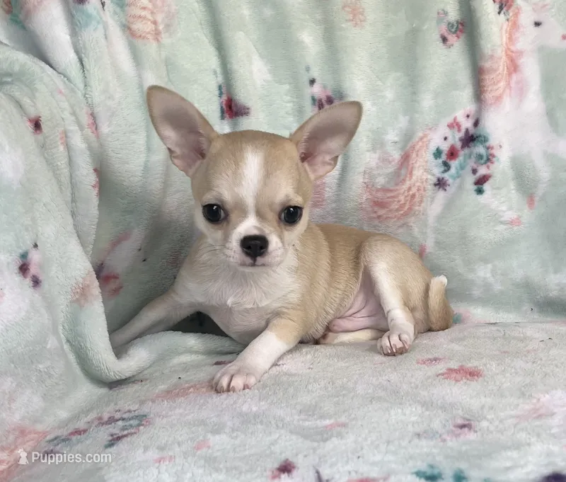 AKC Reggie – Chihuahua puppy for sale in Jasper, MO