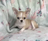 AKC Reggie, a male Chihuahua for sale in Jasper, MO – 7 of 7