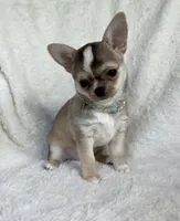 AKC Raya, a female Chihuahua for sale in Jasper, MO – 2 of 6