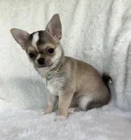 AKC Raya, a female Chihuahua for sale in Jasper, MO – 5 of 6