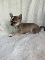 AKC Raya, a female Chihuahua for sale in Jasper, MO – 6 of 6