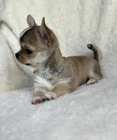 AKC Raya, a female Chihuahua for sale in Jasper, MO – 4 of 6