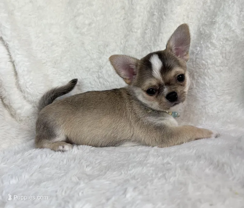 AKC Raya – Chihuahua puppy for sale in Jasper, MO