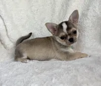 AKC Raya, a female Chihuahua for sale in Jasper, MO – 3 of 6