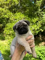 AKC Murphy, a male Pug for sale in Jasper, MO – 3 of 8