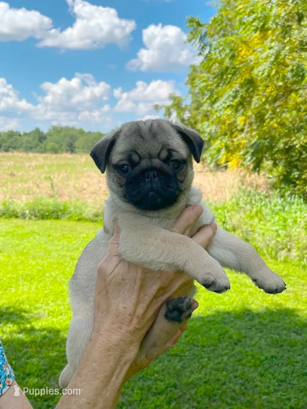 AKC Marvin – Pug puppy for sale in Jasper, MO