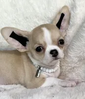 AKC Paris, a female Chihuahua for sale in Jasper, MO – 2 of 4