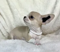 AKC Paris, a female Chihuahua for sale in Jasper, MO – 3 of 4