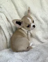 AKC Paris, a female Chihuahua for sale in Jasper, MO – 4 of 4