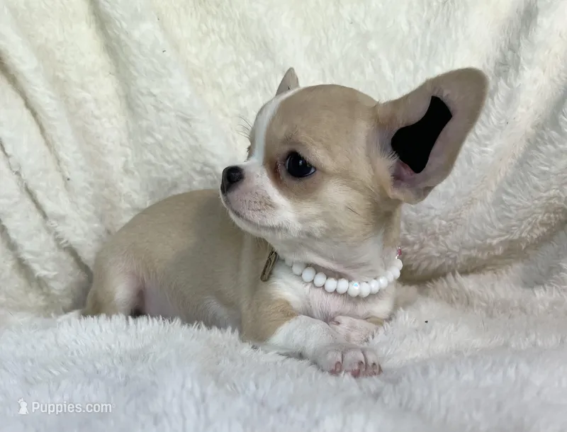 AKC Paris, a female Chihuahua for sale in Jasper, MO – 1 of 4