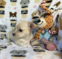 AKC Yoni, a female Chihuahua for sale in Jasper, MO – 5 of 6