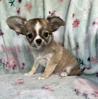 AKC Rocket Man, a male Chihuahua for sale in Jasper, MO – 9 of 9