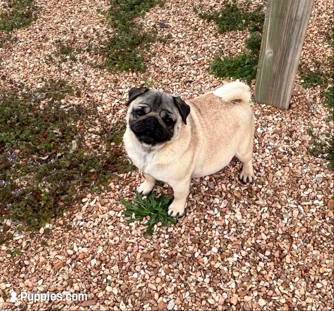 AKC outstanding boy, a male Pug for sale in Jasper, MO – 6 of 8