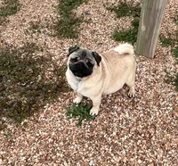 AKC Murphy, a male Pug for sale in Jasper, MO – 7 of 8