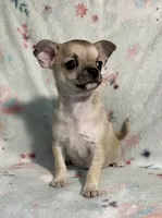 AKC Sailor, a male Chihuahua for sale in Jasper, MO – 6 of 9