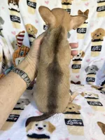 AKC Wrigley, a male Chihuahua for sale in Jasper, MO – 6 of 7