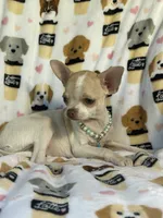 AKC Tinsel, a female Chihuahua for sale in Jasper, MO – 6 of 10