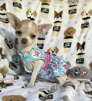 AKC Tinsel, a female Chihuahua for sale in Jasper, MO – 9 of 10