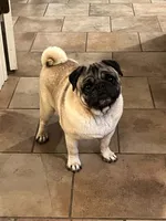 AKC Zara, a female Pug for sale in Jasper, MO – 6 of 8