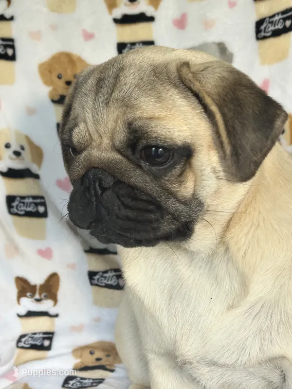 AKC Midas many champions in pedigree – Pug puppy for sale in Jasper, MO