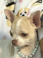 AKC Tinsel, a female Chihuahua for sale in Jasper, MO – 4 of 10