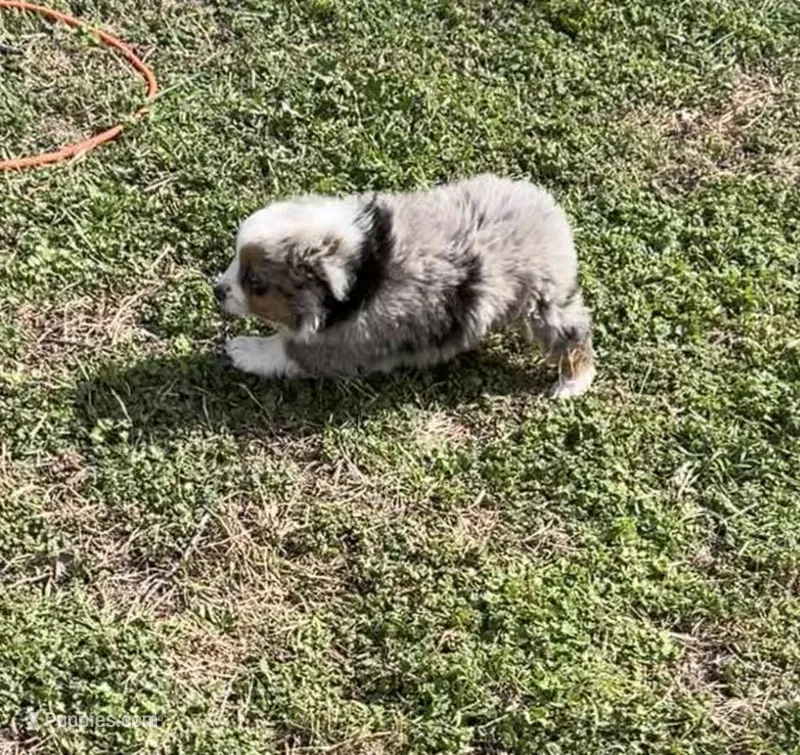 Marshal  – Toy Australian Shepherd puppy for sale in Fort Worth, TX