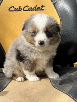 Marshal , a male Toy Australian Shepherd for sale in Fort Worth, TX – Photo 3 of 3