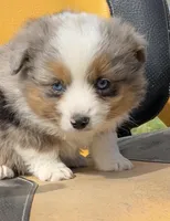 Marshal , a male Toy Australian Shepherd for sale in Fort Worth, TX – Photo 2 of 3